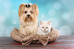 Yorkshire Terrier and British Shorthair Kitten