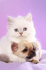 Chihuahua Puppy and Highlander Kitten