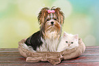 Biewer Terrier and Highlander Kitten