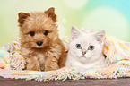 British Shorthair Kitten and Yorkshire Terrier Puppy