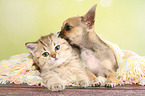 Chihuahua Puppy and British Shorthair Kitten