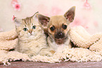 Chihuahua Puppy and British Shorthair Kitten