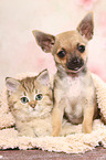 Chihuahua Puppy and British Shorthair Kitten