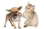 Chihuahua Puppy and British Shorthair Kitten