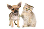 Chihuahua Puppy and British Shorthair Kitten