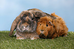 rabbit and guinea pig