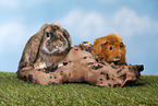 rabbit and guinea pig