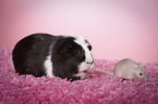 guinea pig and mouse