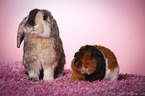 rabbit and guinea pig