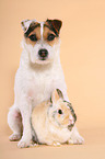 Jack Russell Terrier and dwarf rabbit