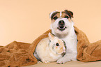 Jack Russell Terrier and dwarf rabbit
