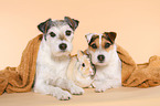 Parson Russell Terrier and dwarf rabbit
