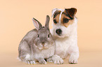 Jack Russell Terrier and dwarf rabbit