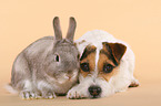 Jack Russell Terrier and dwarf rabbit