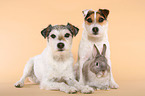 Parson Russell Terrier and dwarf rabbit