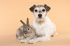 Parson Russell Terrier and dwarf rabbit