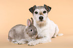 Parson Russell Terrier and dwarf rabbit