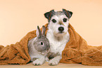 Parson Russell Terrier and dwarf rabbit