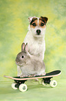 Jack Russell Terrier and rabbit