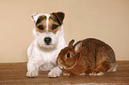 Jack Russell Terrier and rabbit