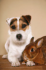 Jack Russell Terrier and rabbit