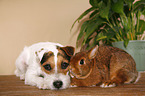 Jack Russell Terrier and rabbit