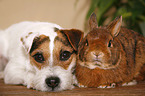 Jack Russell Terrier and rabbit