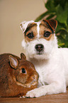 Jack Russell Terrier and rabbit