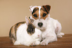 Jack Russell Terrier and rabbit