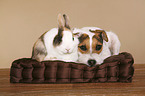 Jack Russell Terrier and rabbit