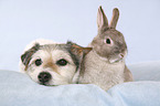 Parson Russell Terrier and rabbit