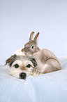 Parson Russell Terrier and rabbit