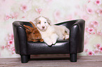 Australian Shepherd and Rabbit