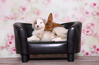 Australian Shepherd and Rabbit