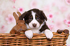 Australian Shepherd and Rabbit