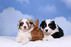 Australian Shepherd and Rabbit