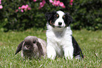 Australian Shepherd Puppy and rabbit