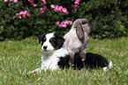 Australian Shepherd Puppy and rabbit