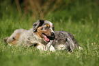 Australian Shepherd Puppy and rabbit