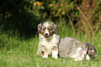 Australian Shepherd Puppy and rabbit