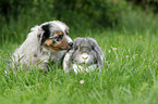 Australian Shepherd Puppy and rabbit