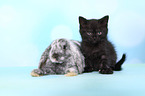 kitten and rabbit