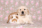 Golden Retriever Puppy and floppy-eared rabbit