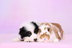 Australian Shepherd and rabbit