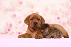 Labrador Retriever puppy and bunny