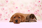 Labrador Retriever puppy and bunny