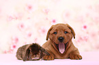 Labrador Retriever puppy and bunny