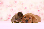 Labrador Retriever puppy and bunny