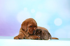 Labrador Retriever puppy and bunny
