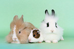 lion-headed rabbits and guinea pig